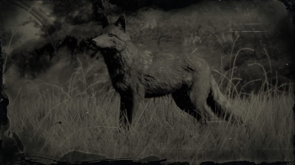 Red Dead Redemption 2 Legendary Coyote
